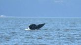 Gray whale season has arrived in Puget Sound. Here’s where you can find ‘Sounders’ in WA