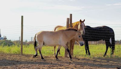 ‘Ferrari in a junkyard’: Mules sold at auction are rare, endangered horses