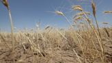 Texas lake nearly disappears amid drought