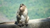 17 Monkeys Shot Dead In Chhattisgarh Village. Forest Department Orders Probe