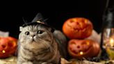 Cat Mom Testing Which Halloween Decorations Are 'Feline Proof' Is Hilariously Accurate