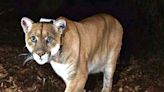 Famed Los Angeles mountain lion P-22 euthanized after likely vehicle collision