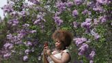 Dates announced for Rochester Lilac Festival