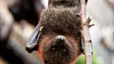 Studying vampire bats to predict the next pandemic