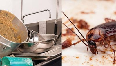 A roach in garlic oil, a bar’s 100 flies: Miami Beach to Palm Beach restaurant issues