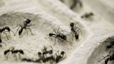 Saviez-vous que les fourmis peuvent être des chirurgiennes hors pair ?