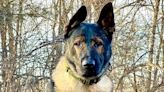 Massachusetts State Police K9 tracks down suspects hiding in crawlspace under a gazebo