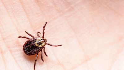 TICK SEASON: How to protect your pets