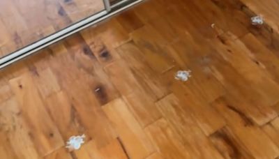 New Homeowners Do Something Incredible When They Find Painted Paw Prints On The Floor Of Their Home