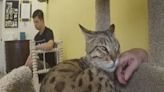 Daytona Beach cat café helps people with special needs, homeless pets