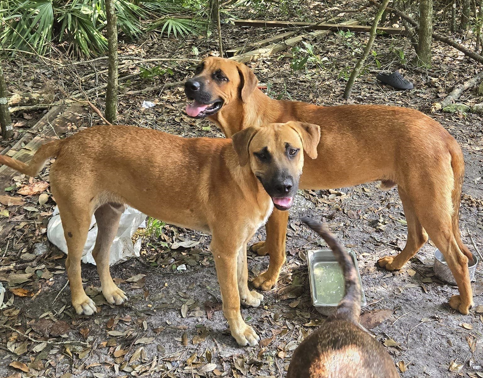 Sarasota cat shelter rescues multiple dogs in emergency situation after Hurricane Debby