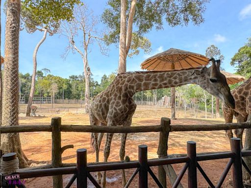 富國島珍珠野生動物園 越南 親子景點，還附設長頸鹿餐廳