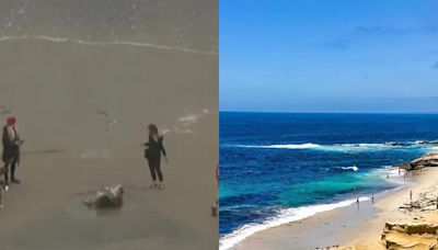 ¡Una visita inesperada! Encuentran cadáver de ballena en playa de San Diego