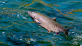 Historic Agreement to Protect Yukon River Chinook Salmon Signed by Canada, Alaska