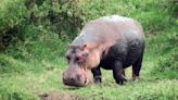 Hippos can launch themselves airborne for split seconds at a time, surprising scientists