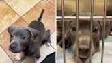 Vet assistant's message for owners after puppy left at clinic for 3 days
