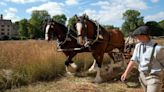 Shire horses to return to graze Cambridge wildflower meadow