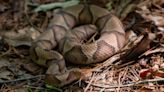 If you smell cucumbers in GA, a copperhead is near? See if science backs old wives’ tale