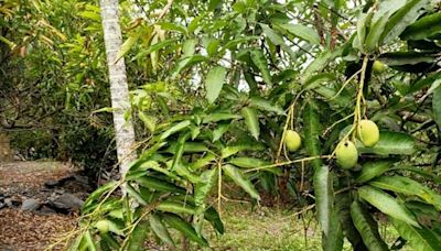 高雄市改良種芒果及茂林區本地種芒果 農損救助即日起受理