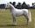 Lipizzan