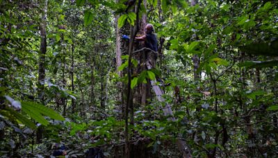 They’re Sizing Up Earth’s Lungs. It Takes Tape Measures and Tree Climbing.