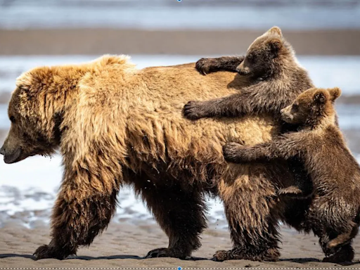 Los 10 animales más divertidos del Comedy Wildlife Photography Awards