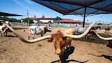 Make longhorns at Fort Worth Stockyards a weekend show. Here’s what you need to know