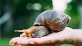 Giant African land snail that can pass meningitis to humans sparks ‘serious health risk’ warning in Florida