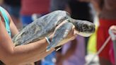 2 sea turtles released in Marineland after being treated at turtle hospital