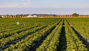 28-year-old GA pilot makes emergency landing in farm field after plane experiences engine issues