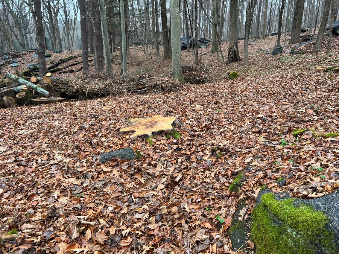 Greenwich land at center of tree-cutting dispute involving Gov. Ned Lamont once owned by Rockefellers