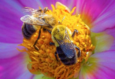 Celebrate World Bee Day on Monday, May 20, 2024