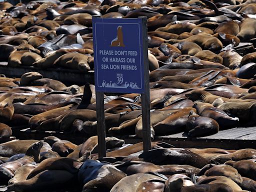San Francisco Sees Unusually Large Number Of Sea Lions At Pier 39