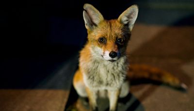 Beware the Cunning Fox and His Grand Evolutionary Plans