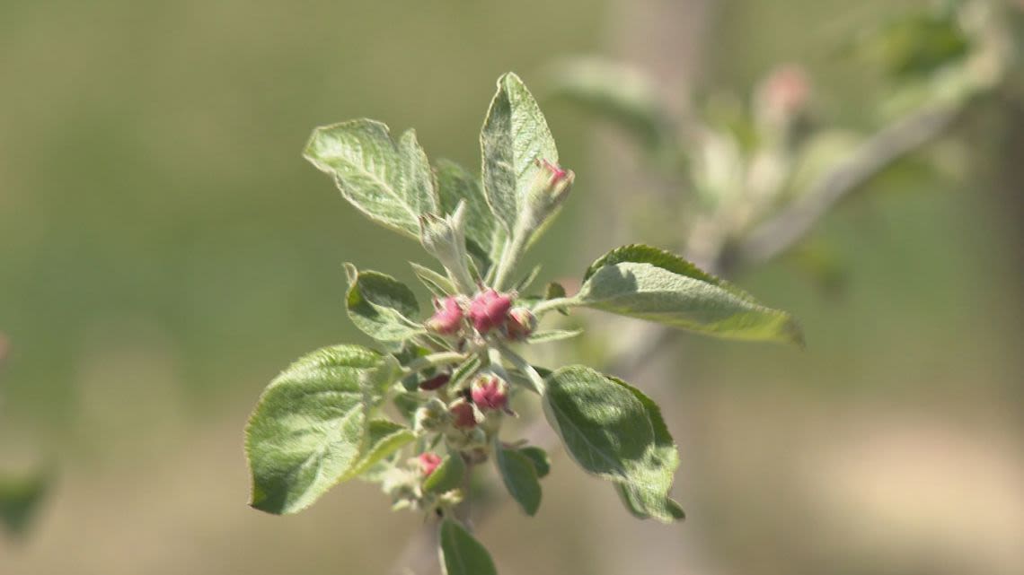 Local farmers assess damage from spring frost, look to prevent damage in future seasons