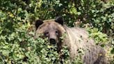 Veteran played dead as grizzly mauled him in Grand Teton National Park, officials say