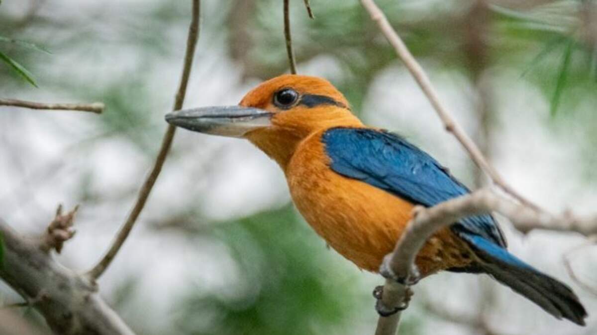 Oregon Zoo Gets Rare Sihek Kingfishers | Z100 Portland | Portland Local News