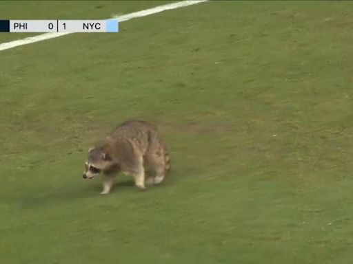 Watch: Raccoon interrupts Major League Soccer game for 161 seconds