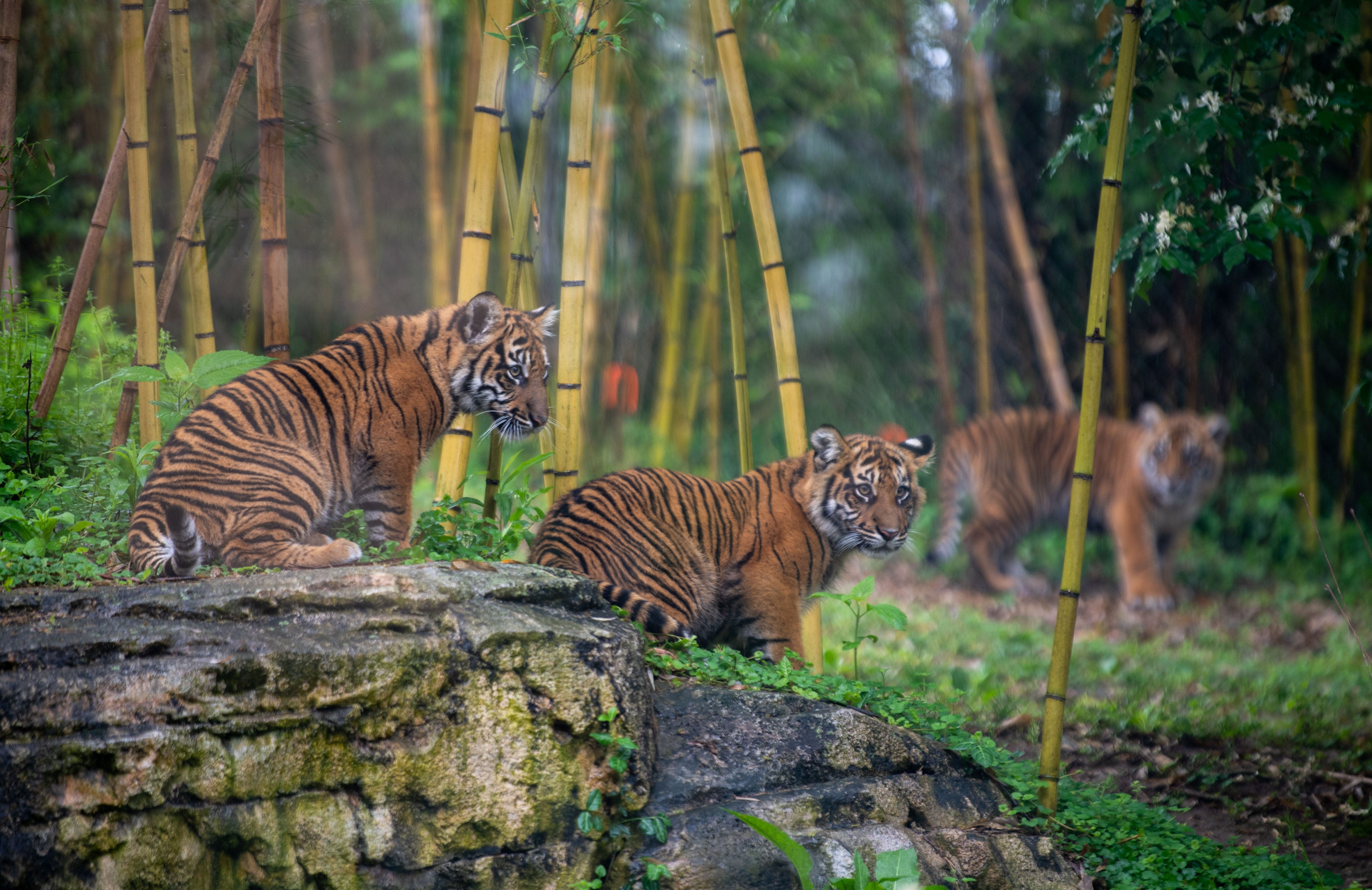 No tiger found in Cincinnati so far after report of sighting; zoo tigers 'safe and sound'