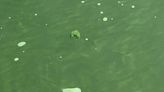 Scum near Monroe kicks off algae bloom season in western Lake Erie