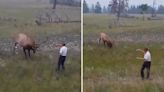 Elk issues startling warning to a man with a ‘death wish’ attempting to snap a close-up: ‘The fact that he keeps filming…’