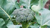 How to Grow Broccoli Plants in Your Own Backyard, No Matter the Season