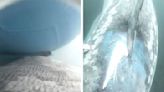 Boat hits massive 23-foot shark in rare video footage