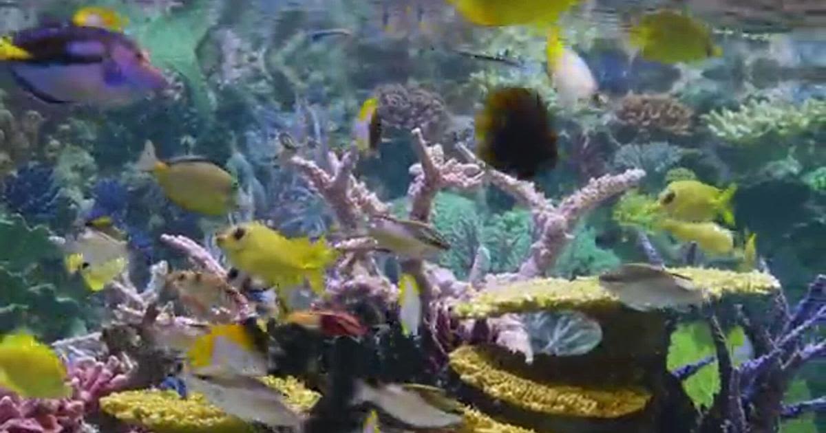 Point Defiance aquarium set to reopen