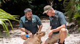 Female capybara goes to Florida as part of a breeding program for the large South American rodents