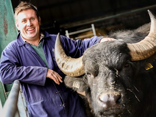 How was Buffalo Farm owner able to 'continue as if nothing happened' after Fife firm went bust?