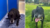 Abandoned 14-year-old dog "left alone to die" gets new chance at life