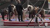 Great Falls hosts the Shrine Circus