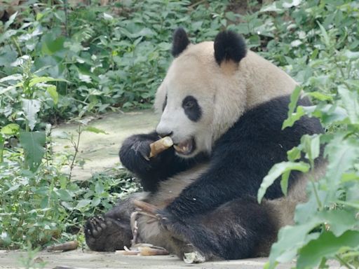 Adorable diplomacy: Two new giant pandas are on their way to San Diego Zoo from China
