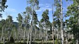 Listen to the sounds of Pando, the largest living tree in the world